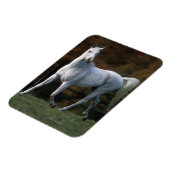 Magnet Flexible Cheval arabe 1 (Côté Gauche)
