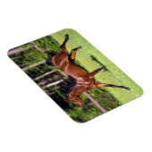 Magnet Flexible Cheval arabe 2 (Côté Droit)