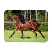 Magnet Flexible Cheval arabe 2 (Horizontal)