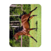 Magnet Flexible Cheval arabe 2 (Vertical)