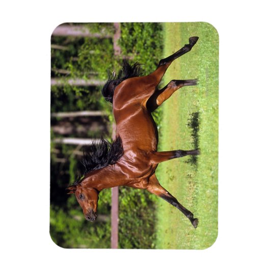 Magnet Flexible Cheval arabe 2 (Vertical)