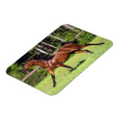 Magnet Flexible Cheval arabe 2 (Côté Gauche)