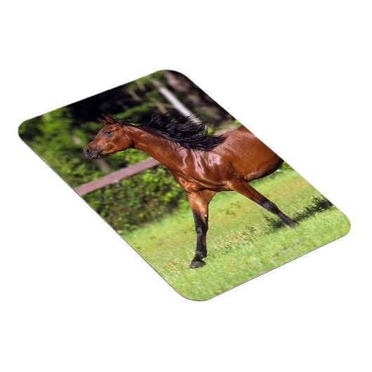 Magnet Flexible Cheval arabe 2 (Côté Droit)