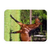 Magnet Flexible Cheval arabe 2 (Horizontal)
