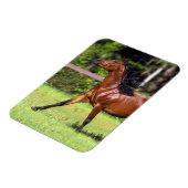 Magnet Flexible Cheval arabe 2 (Côté Gauche)