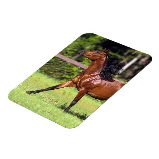 Magnet Flexible Cheval arabe 2 (Côté Gauche)
