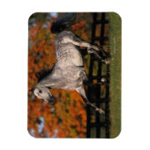 Magnet Flexible Cheval arabe : Automne 1 (Vertical)