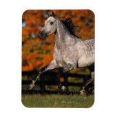 Magnet Flexible Cheval arabe : Automne 1 (Vertical)
