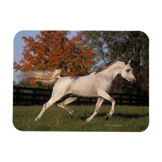 Magnet Flexible Cheval arabe : Automne 2 (Horizontal)