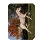 Magnet Flexible Cheval arabe : Automne 2 (Vertical)