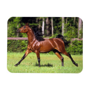 Magnet Flexible Cheval arabe courant 2