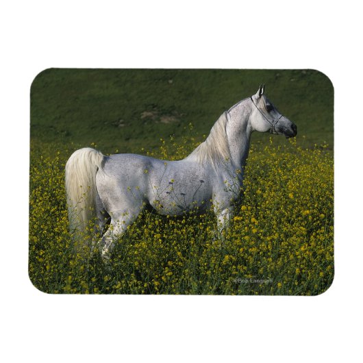 Magnet Flexible Cheval arabe debout en fleurs (Horizontal)