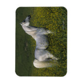 Magnet Flexible Cheval arabe debout en fleurs (Vertical)