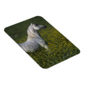 Magnet Flexible Cheval arabe debout en fleurs (Côté Droit)