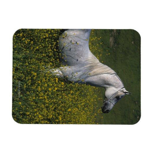 Magnet Flexible Cheval arabe debout en fleurs (Horizontal)