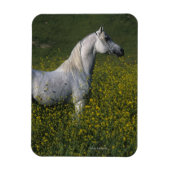 Magnet Flexible Cheval arabe debout en fleurs (Vertical)