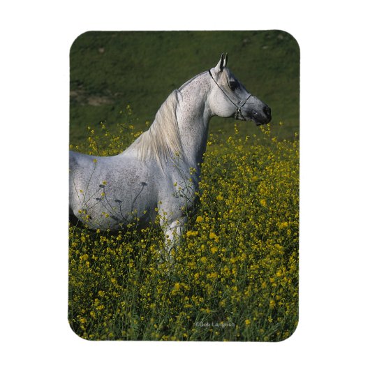Magnet Flexible Cheval arabe debout en fleurs (Vertical)