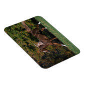 Magnet Flexible Cheval arabe en campagne de graminées (Côté Droit)