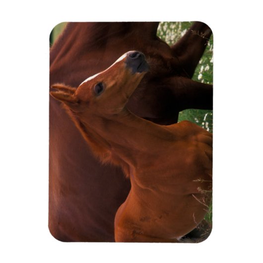 Magnet Flexible Cheval Arabe près de Mère (Vertical)
