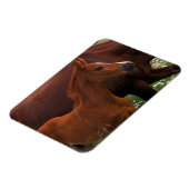 Magnet Flexible Cheval Arabe près de Mère (Côté Gauche)