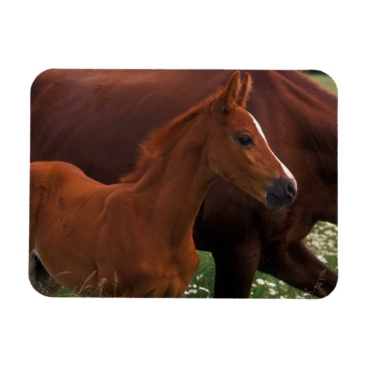 Magnet Flexible Cheval arabe près de sa mère (Horizontal)