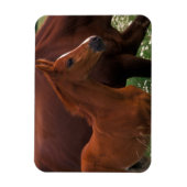 Magnet Flexible Cheval arabe près de sa mère (Vertical)