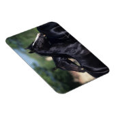 Magnet Flexible Cheval Arabe qui s'écroule (Côté Droit)