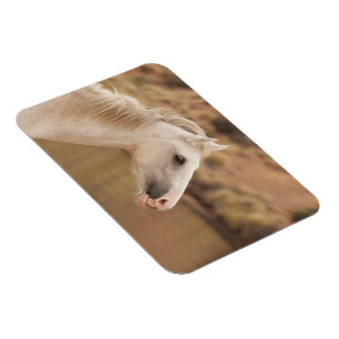 Magnet Flexible Cheval blanc