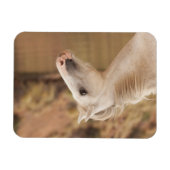 Magnet Flexible Cheval blanc (Horizontal)