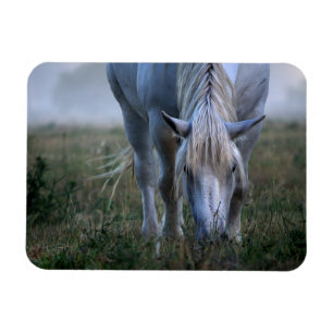 Magnet Flexible Cheval blanc