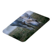 Magnet Flexible Cheval blanc (Côté Gauche)
