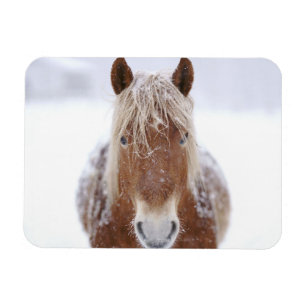 Magnet Flexible Cheval Brown debout en terrain neigeux.