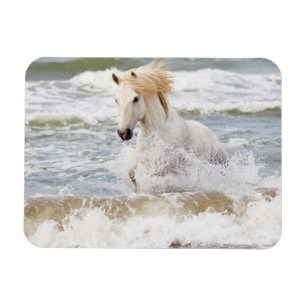 Magnet Flexible Cheval Camargue dans le ressac