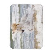 Magnet Flexible Cheval Camargue dans le ressac (Vertical)