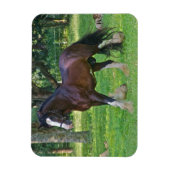 Magnet Flexible Cheval Clydesdale (Vertical)