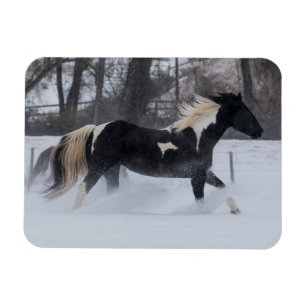 Magnet Flexible Cheval courant à travers la neige