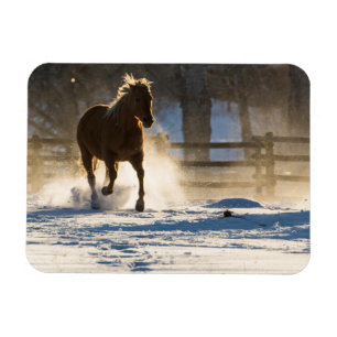 Magnet Flexible Cheval courant à travers la neige