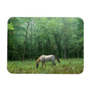 Magnet Flexible Cheval dans le pré