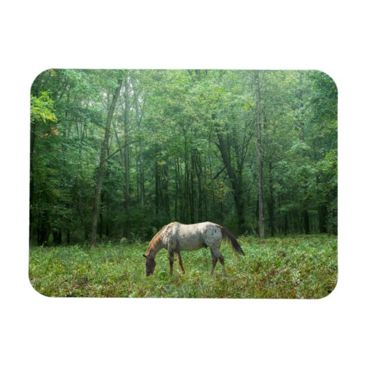 Magnet Flexible Cheval dans le pré (Horizontal)