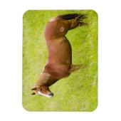 Magnet Flexible Cheval dans un champ printanier (Vertical)