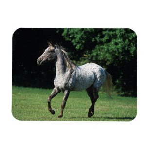 Magnet Flexible Cheval d'Appaloosa courant 2