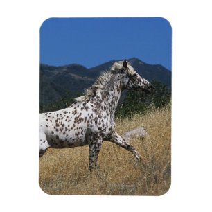 Magnet Flexible Cheval d'Appaloosa courant la montagne
