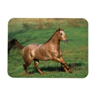 Magnet Flexible Cheval d'Appaloosa fonctionnant dans le domaine