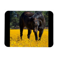 Cheval de baie dans un champ de fleurs jaunes