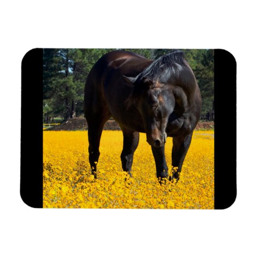 Magnet Flexible Cheval de baie dans un champ de fleurs jaunes (Horizontal)