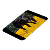 Magnet Flexible Cheval de baie dans un champ de fleurs jaunes (Côté Gauche)