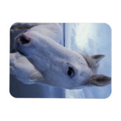 Magnet Flexible Cheval de Camargue (Horizontal)