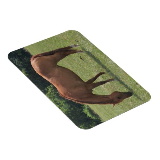 Magnet Flexible Cheval de châtaignes pâturage dans un pâturage ver (Côté Droit)