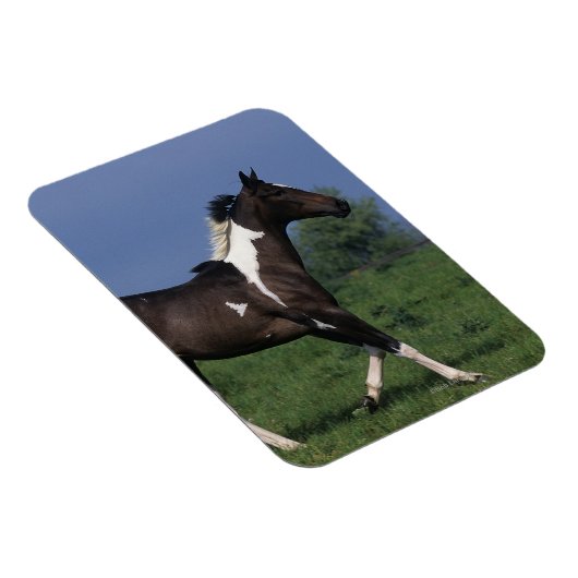 Magnet Flexible Cheval de peinture 2 (Côté Droit)