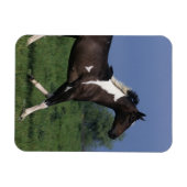 Magnet Flexible Cheval de peinture 2 (Horizontal)